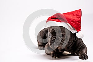 Adorable purebreed french bulldog wearing Santa Claus hat laying on white background perfect for conceptual commercial