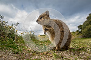 Adorable quokka kangaroo photo