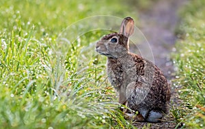 Adorable rabbit along the grassy trail in the morning dew