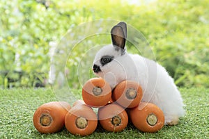 Adorable rabbit bunny with orange carrots sitting on green grass over bokeh nature background. Furry baby bunny black white hair