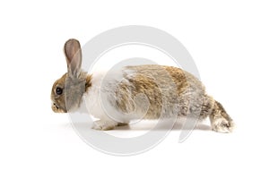 Adorable rabbit isolated on white