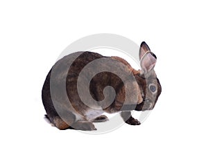 Adorable rabbit isolated on a white background