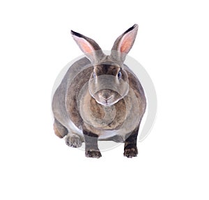 Adorable rabbit isolated on a white background