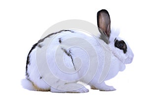 Adorable rabbit isolated on a white background