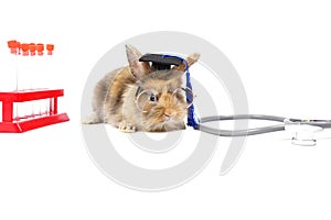 Adorable rabbit wear a graduation cap and eyeglasses, experimental tube, stethoscope isolated on white background