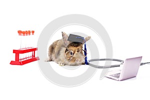 Adorable rabbit wear a graduation cap and eyeglasses, experimental tube, stethoscope and laptop all isolated on white background