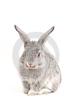 Adorable rabbit on white background