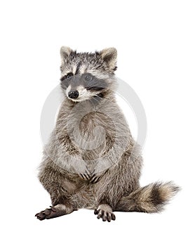 Adorable raccoon