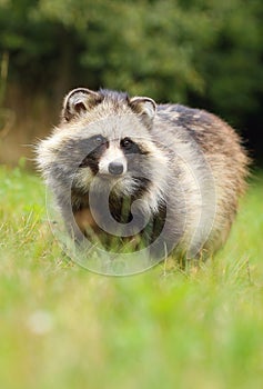 Adorable raccoon dog