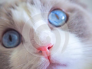 Adorable Ragdoll cat with big blue eyes.