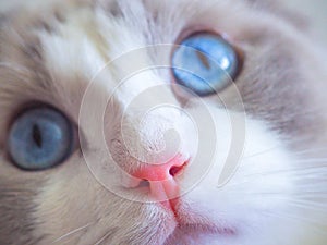 Adorable Ragdoll cat with big blue eyes. photo