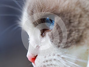 Adorable Ragdoll cat blue eyes. photo