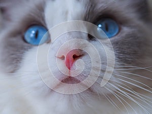 Adorable Ragdoll cat close up blue eyes. photo