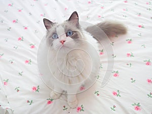 Adorable Ragdoll cat among flowers. photo