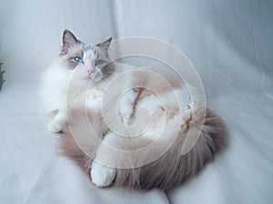 Adorable Ragdoll cat with fluffy grey tail. photo