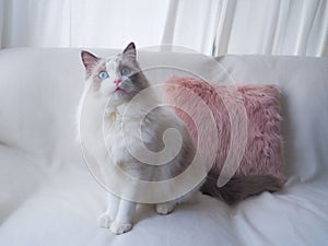 Adorable Ragdoll cat with pink cushion. photo