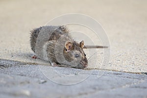 Adorable Rat at the Conowingo Dam