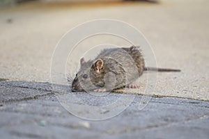 Adorable Rat at the Conowingo Dam