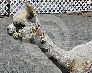 Adorable Recently Sheered Alpaca