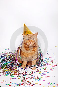 Adorable red british feline with confetti and a party hat