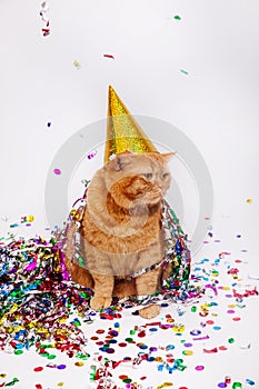 Adorable red british feline with confetti and a party hat