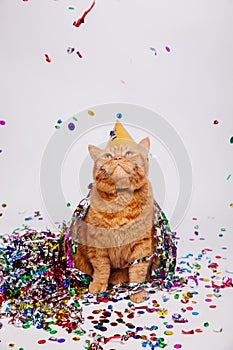 Adorable red british feline with confetti and a party hat