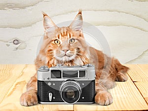 Adorable red cat with camera on light background