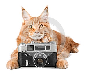 Adorable red cat isolated with camera on light