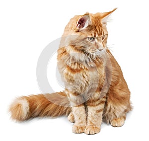 Adorable red cat isolated on white background