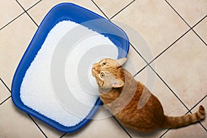 Adorable red cat in litter box indoors. Pet care