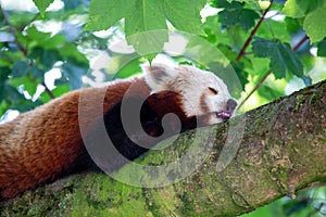 Red Panda (Ailurus fulgens) in the Himalayan Forests