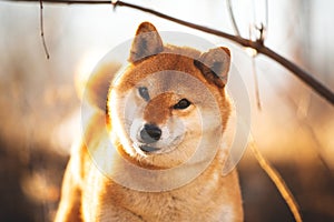 Adorable red shiba inu dog standing on the grass in the forest at golden sunset