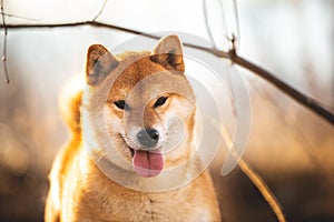 Adorable red shiba inu dog standing on the grass in the forest at golden sunset