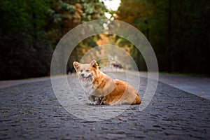Adorable Red Welsh Corgi Pembroke Posing in a Autumnal park during beautiful sunny day. Cute Red Fluffy Corgi.