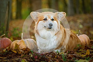 Adorable Red Welsh Corgi Pembroke Posing with Pumpkins Halloween Traditional Decor. Cute Red Fluffy Corgi Portrait.