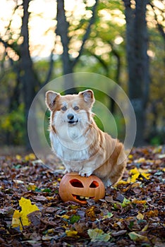 Adorable Red Welsh Corgi Pembroke Posing with Pumpkins Halloween Traditional Decor. Cute Red Fluffy Corgi Portrait.