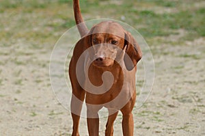 Adorable Redbone Coonhound Standing Alone