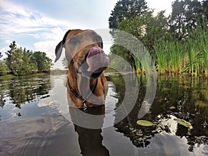 Adorable Rhodesian Ridgeback male dog