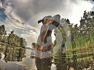 Adorable Rhodesian Ridgeback male dog