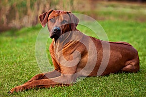 Adorable Rhodesian Ridgeback portrait