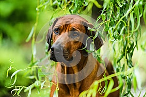 Rhodesian Ridgeback portrait in nature scene