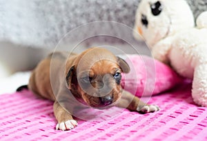 adorable Rhodesian Ridgeback whelp try to walk at first time