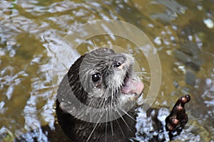 Adorable River Otter with His Mouth Open