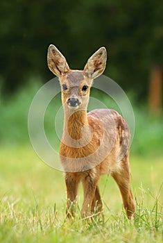 Adorable roe deer fawn