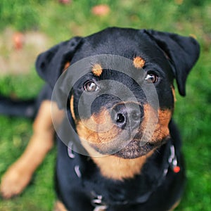 Adorable Rottweiler sitting in lush green grass, gazing upward with a look of curiosity in its eyes