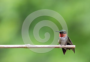 Adorable Ruby-Throated Hummingbird male perched on bamboo