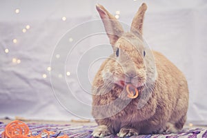 Adorable Rufus colored bunny rabbit eats curly carrot twists