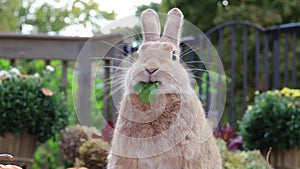 Adorable Rufus Rabbit eats parsley surrounded by fall pumpkins funny face at end