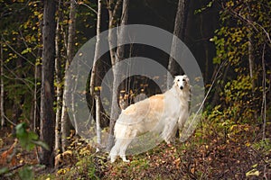 Adorable russian borzoi dog standing in the dark fall forest. Beautiful dog breed russian wolfhound in autumn