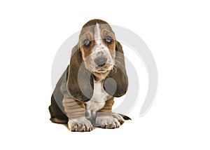 Adorable sad looking tricolor basset hound puppy sitting looking